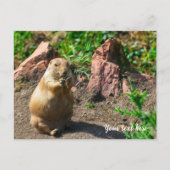 Black-Tailed Prairie Dog Postcard シーズンポストカード (正面)