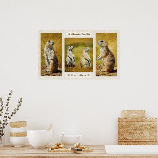 Black-tailed Prairie Dog Poster ポスター (キッチン)