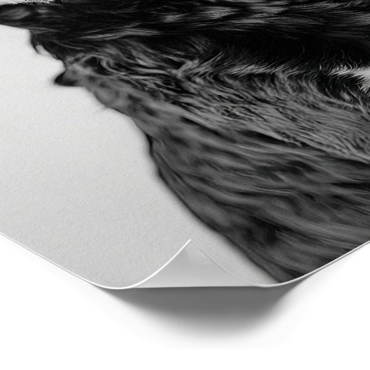 Black & Tan Cavapoo Drinking Wine Wall Art, Black  ポスター (角)