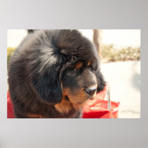 Black Tibetan Mastiff ポスター
