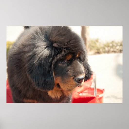 Black Tibetan Mastiff ポスター (正面)