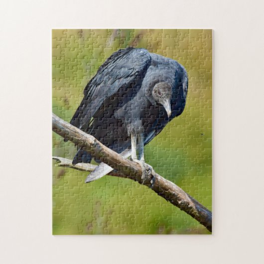 Black Vulture Wildlife Jigsaw Puzzle ジグソーパズル (縦)