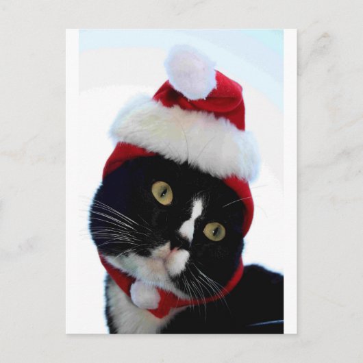 Black & White Cat Santa Hatフレームなし離れの外観 シーズンポストカード (正面)