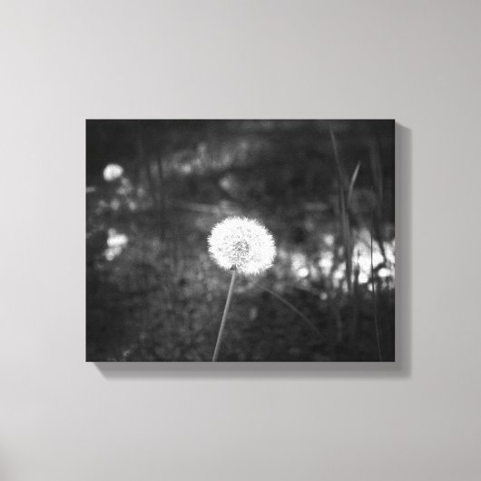 Black & White Dandelion in the Woods 11x14 キャンバスプリント (正面)