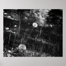 Black & White Dandelion in the Woods 16x20
