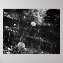 Black & White Dandelion in the Woods 16x20 ポスター