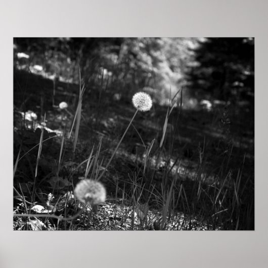 Black & White Dandelion in the Woods 16x20 ポスター (正面)