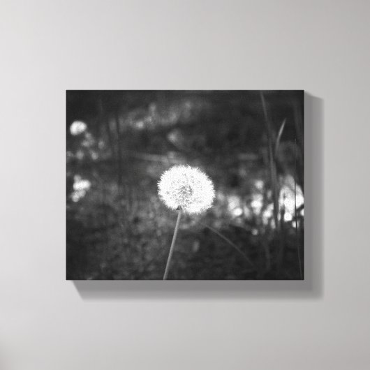 Black & White Dandelion in the Woods 8x10 キャンバスプリント (正面)