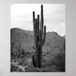 Black & White Saguaro Cactus in the Arizona 16x20 ポスター