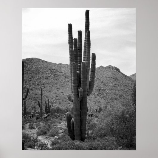 Black & White Saguaro Cactus in the Arizona 16x20 ポスター (正面)