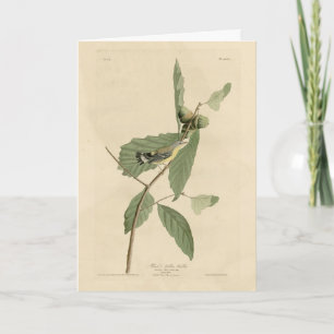 Black & Yellow Warbler, Audubon's Birds of America カード