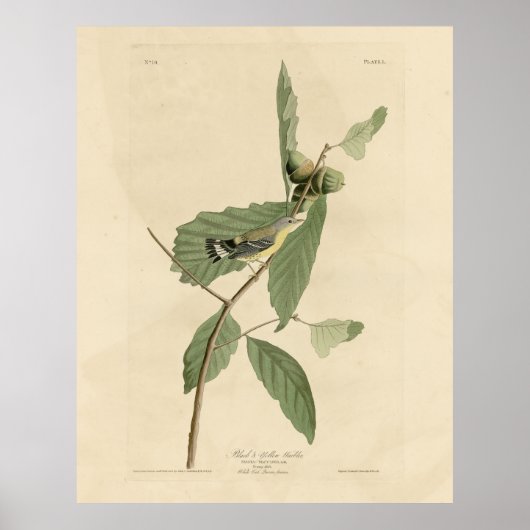 Black & Yellow Warbler, Audubon's Birds of America ポスター (正面)