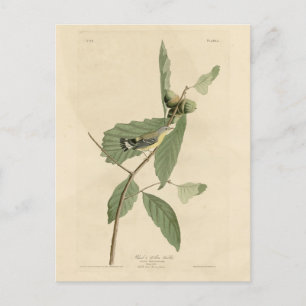 Black & Yellow Warbler, Audubon's Birds of America ポストカード
