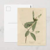 Black & Yellow Warbler, Audubon's Birds of America ポストカード (正面/裏面)