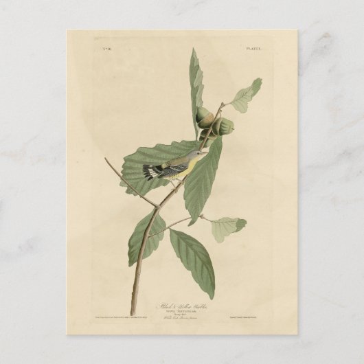 Black & Yellow Warbler, Audubon's Birds of America ポストカード (正面)
