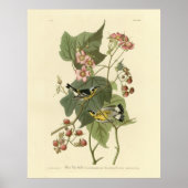 Black & Yellow Warblers Audubon's Birds of America ポスター (正面)