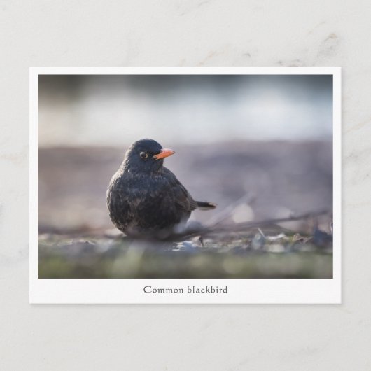 Blackbirdの自然写真 ポストカード (正面)