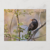 Blackbirdの自然写真 ポストカード (正面)