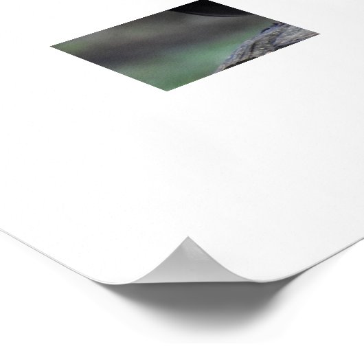 Blackbird  ポスター (角)