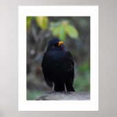 Blackbird  ポスター (正面)