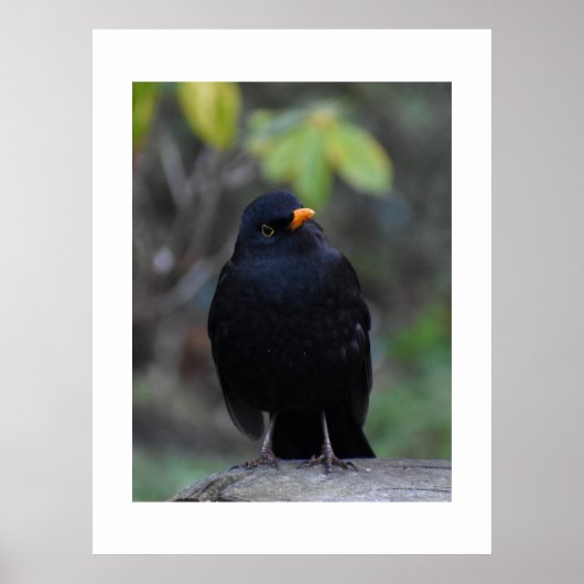 Blackbird  ポスター (正面)