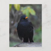 Blackbird  ポストカード (正面)