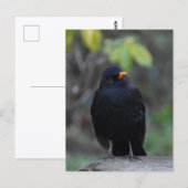 Blackbird  ポストカード (正面/裏面)
