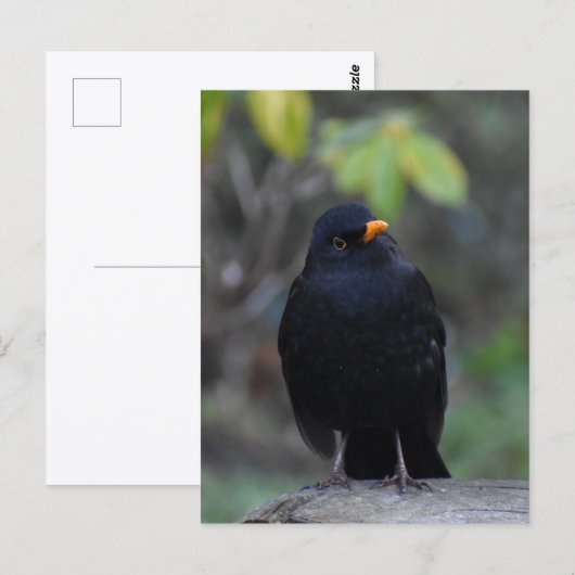 Blackbird  ポストカード (正面/裏面)