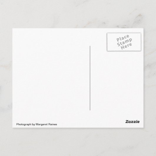 BlackBird on a Wire ポストカード (裏面)