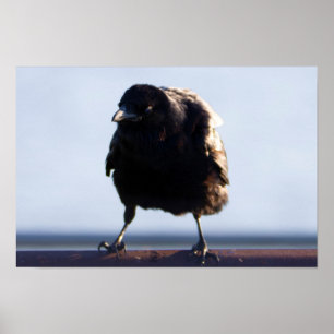 Blackbird Photo ポスター