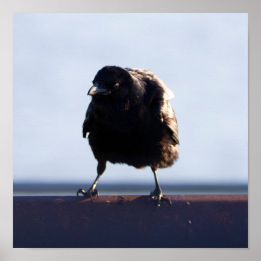 Blackbird Photo ポスター (正面)