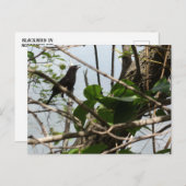 Blackbird Singing in a Tree Postcard ポストカード (正面/裏面)