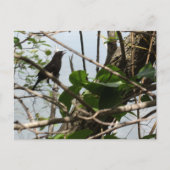 Blackbird Singing in a Tree Postcard ポストカード (正面)