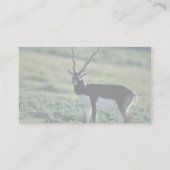 Blackbuckのカモシカ 名刺 (裏面)