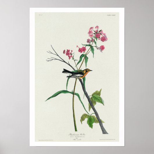 Blackburnian Warbler by Audubon Poster ポスター (正面)