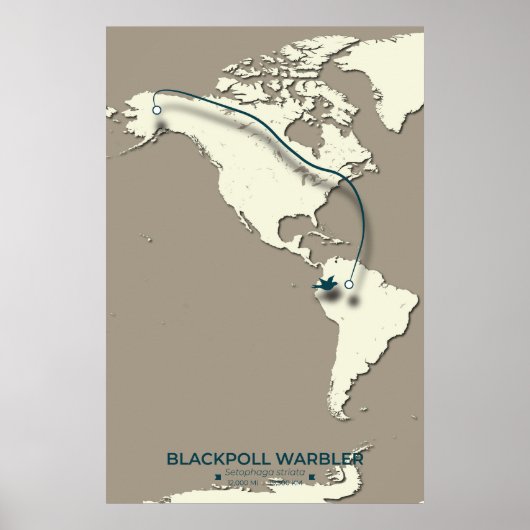 Blackpoll Warbler Migration Map – Minimalist ポスター (正面)