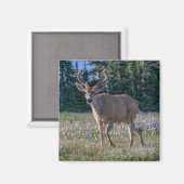 Blacktail Deer Buck | Olympic National Park マグネット (正面/裏面)