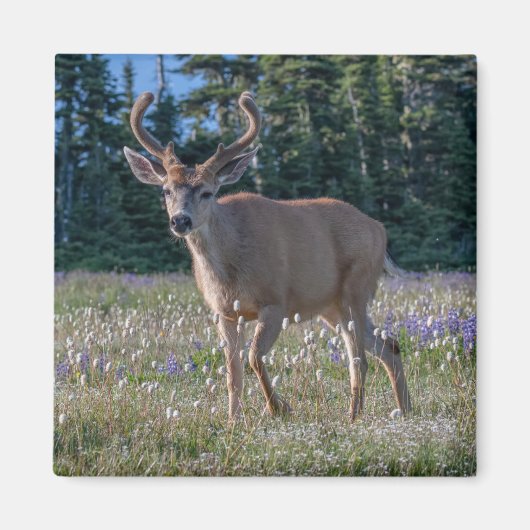 Blacktail Deer Buck | Olympic National Park マグネット (正面)