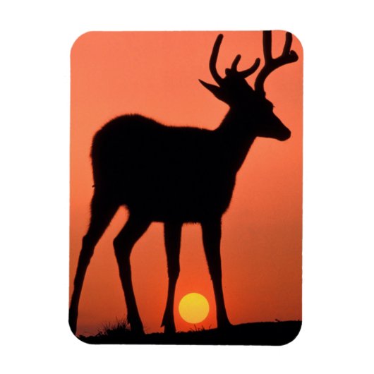 Blacktail or Mule Deer | Olympic National Park マグネット (縦)
