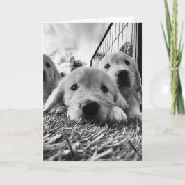 Blank card with puppies カード