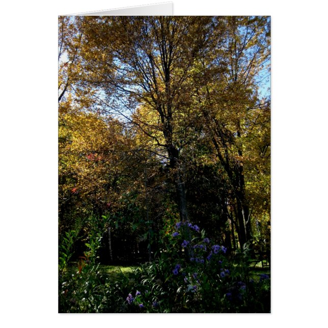 Blank_Mauveの木 (正面)