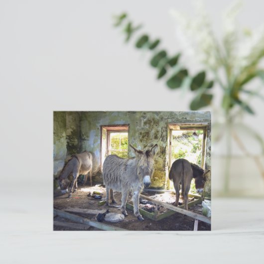 Blasketのろば ポストカード (スタンド正面)