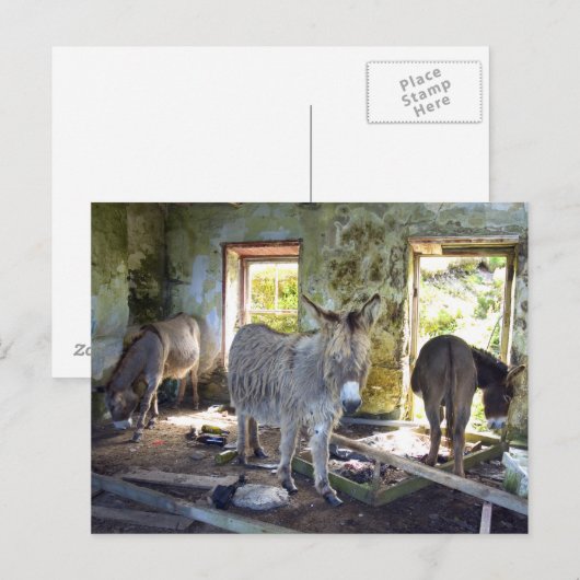 Blasketのろば ポストカード (正面/裏面)