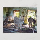 Blasketのろば ポストカード (正面)