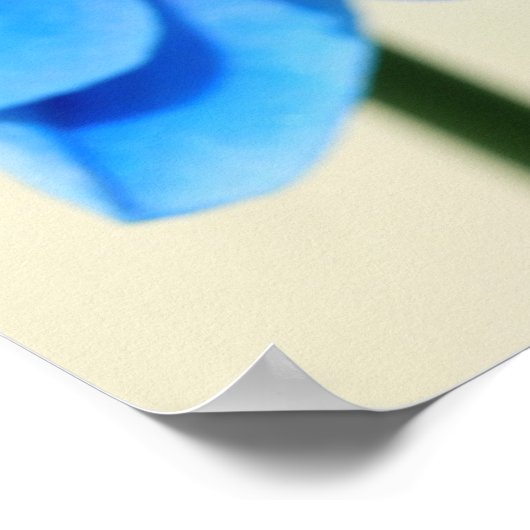 Blaue Orchideen ポスター (角)