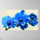 Blaue Orchideen ポスター (正面)