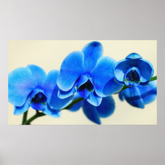 Blaue Orchideen ポスター