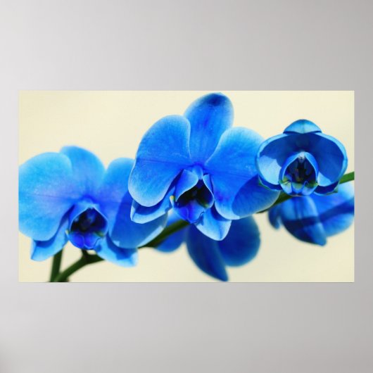 Blaue Orchideen ポスター (正面)