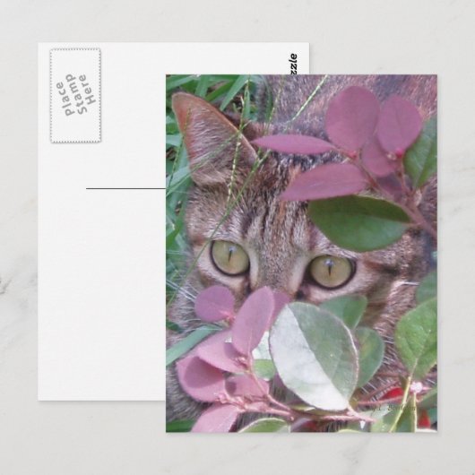 Blaze Cat Eyesはがき ポストカード (正面/裏面)