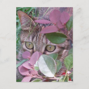 Blaze Cat Eyesはがき ポストカード